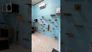 Cat Room aesthetic | Sewa Kost Hanya Untuk Kucing  #shorts #kucinglucu #cat