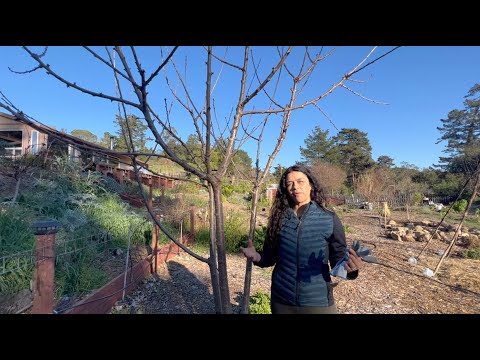 Video: Cultivo de árboles de humo: cómo cultivar un árbol de humo en el jardín