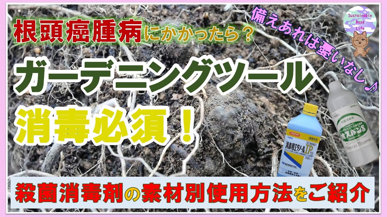 【根頭癌腫病の処理後】使っていた道具の消毒はどうしていますか？ガーデニングツールの消毒は必須です！消毒殺菌剤の素材別使用方法をご紹介。