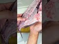 釣った真鯛を捌いたら…【大間産・魚の捌き方】