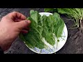 Обзор сорта! Кресс-салат Старый Голландский Dutch Broadleaf Cress