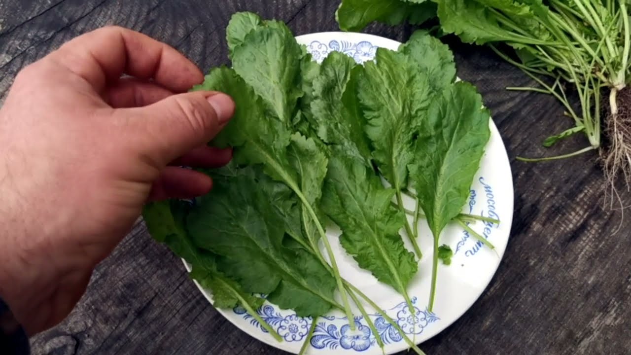 Обзор сорта! Кресс-салат Старый Голландский Dutch Broadleaf Cress