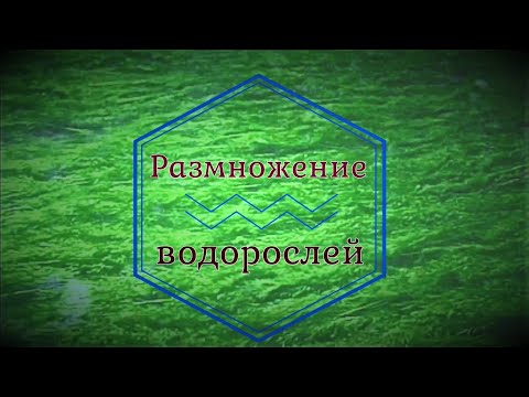 Размножение водорослей (10-11 класс)