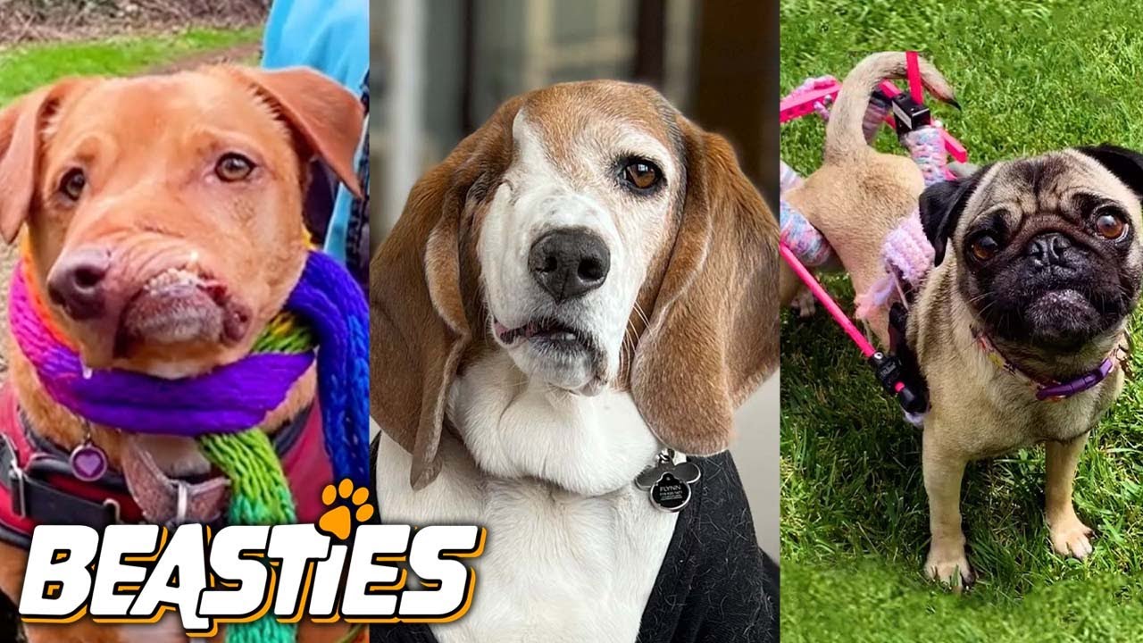 These Disabled Dogs Will Melt Your Heart | BEASTIES - YouTube