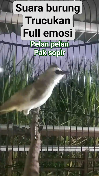 suara burung trucukan emosi tinggi. #hobiburung #trucukanropel #trucukangacor #trucukanemosi