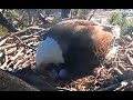 Egg Roll🥚, Zoom 🔍, Jackie Tells Loud Visitor To 'Go Away' 3-19-21 Big Bear Eagles🦅