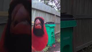 Cardi Kong! #pets #dog #youtubeshorts #fyp #trending #shorts #edit #funny #subscribe #happy #tiktok
