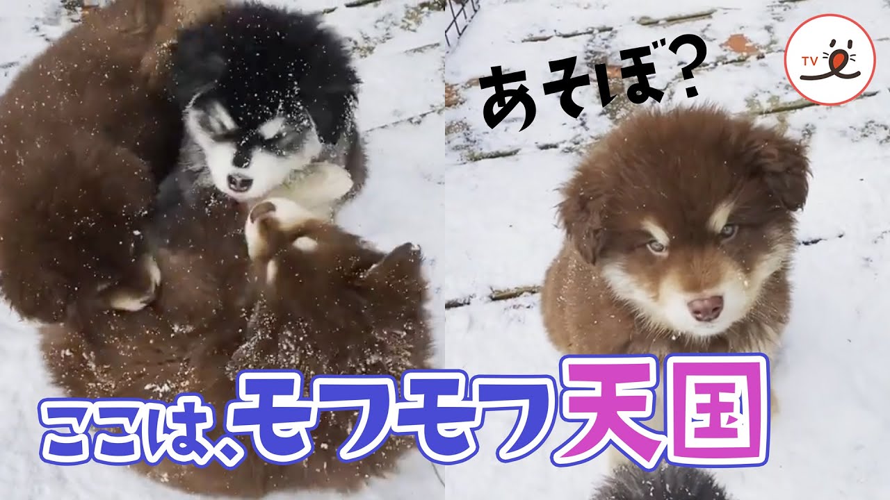もふもふ天国 雪の中を転がり駆け回る マラミュートの子犬たちが可愛すぎて お手上げ D Peco ペコ もふもふ天国 雪の中を転がり駆け回る マラミュートの子犬たちが可愛すぎて お手上げ D Peco ペコ