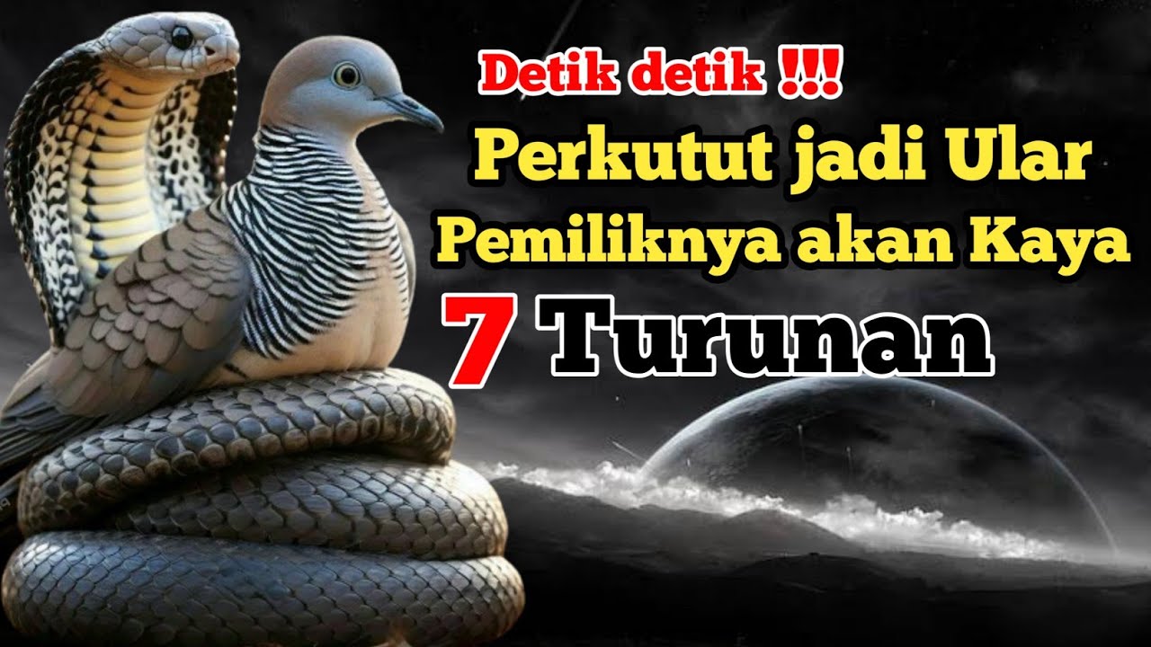 Detik detik Perkutut jadi ular PEMILIKNYA AKAN KAYA RAYA 7 TURUNAN KISAH NYATA