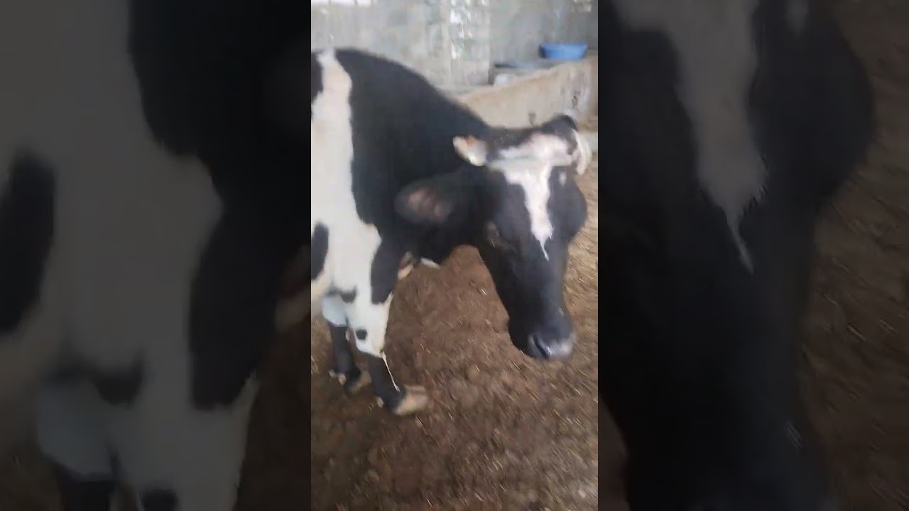 علامات اقتراب موعد ولادة البقر والجاموس