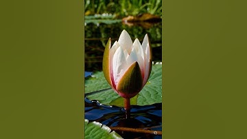 Thumbnail of Water Lily Timelapse | Spring’s Beauty in 10 Seconds