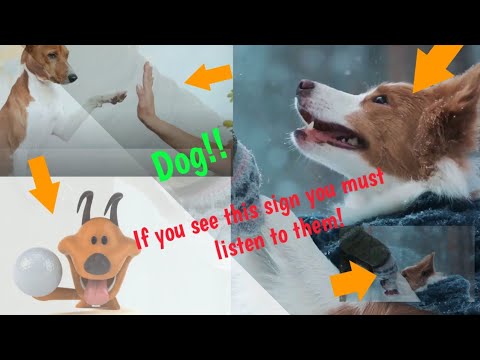 How to know what is your dogs telling you! | World Edge | You must know dogs langauge. - YouTube