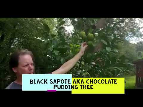 Amazing Tour of 3 Year Old Tropical Food Forest