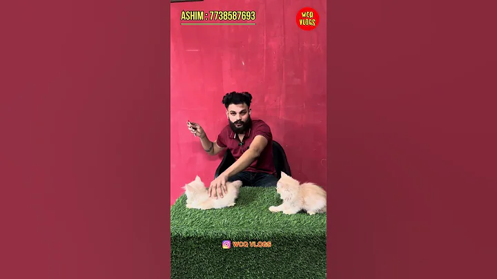 Video 11651771: persian cattery exotic, exotic persian cat, persian cat pets, doll face kitten