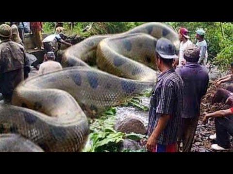 Biggest Snake In The World!