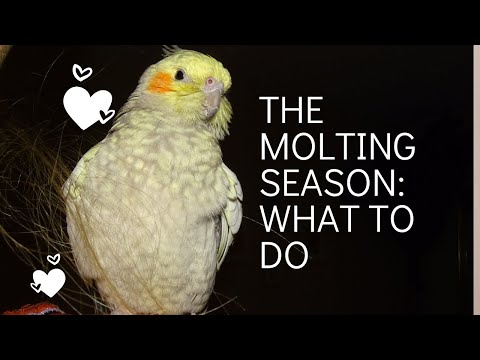 Cockatiel Care (The Molting Season)