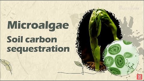【Agriculture】Role of Microalgae in Soil Carbon Sequestration