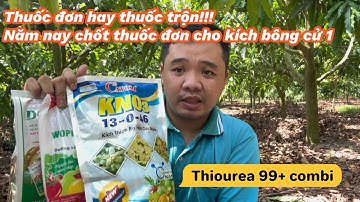 Vlog làm vườn xoài: Em xài Thiourea 99 cho cử phun kích bông lần 1