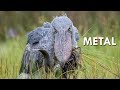 Shoebills are metal