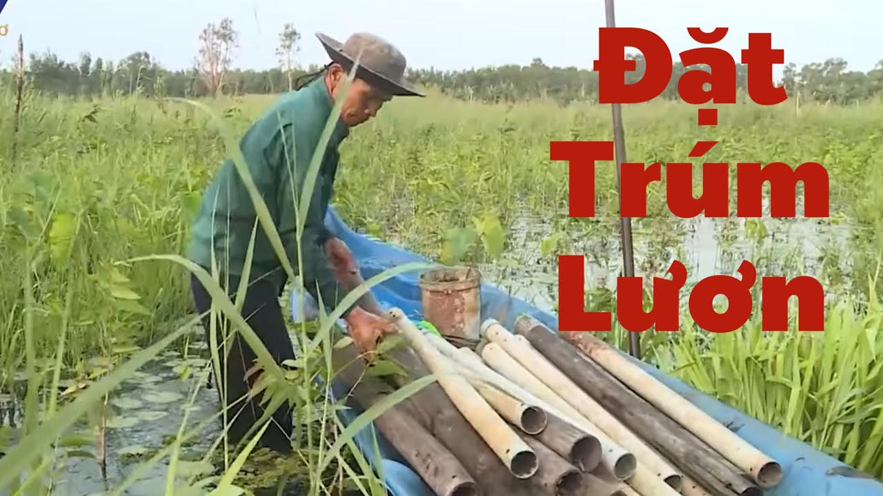 MÙA ĐẶT TRÚM LƯƠN