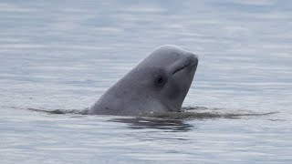 France : mobilisation pour sauver un béluga égaré dans la Seine