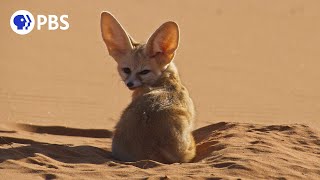 Meet the World's Smallest Wild Dog