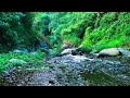 River Sounds for Sleep to Fall Asleep Quickly in the Rainforest – Instant Calm – Clear Your Mind