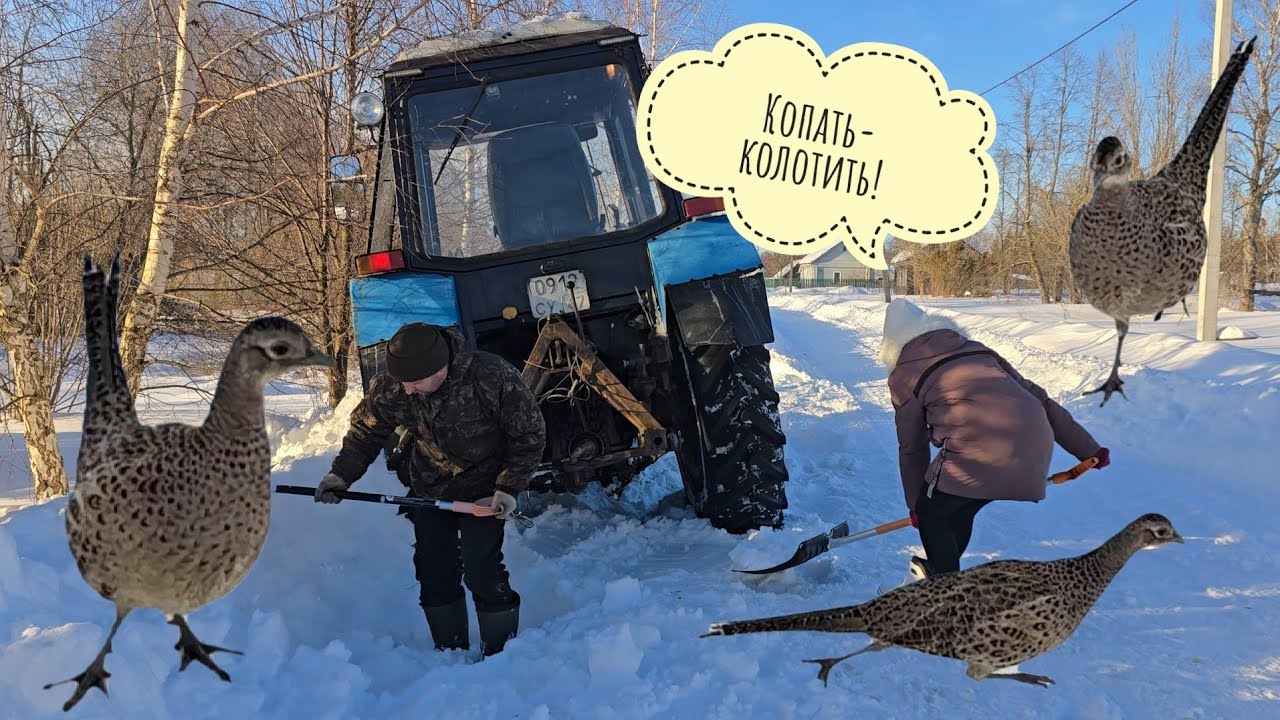 Маша напугала курочку фазанку и сама откопала и спасла трактор!
