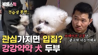 [#개는훌륭하다] 브레이크가 고장난 8톤 트럭 보호자 포함! 호시탐탐 입질의 기회를 노리는 비숑프리제 '두부'KBS 240311 방송