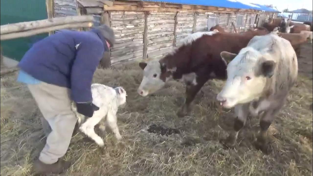 Корова погуляла. Видео про коров.