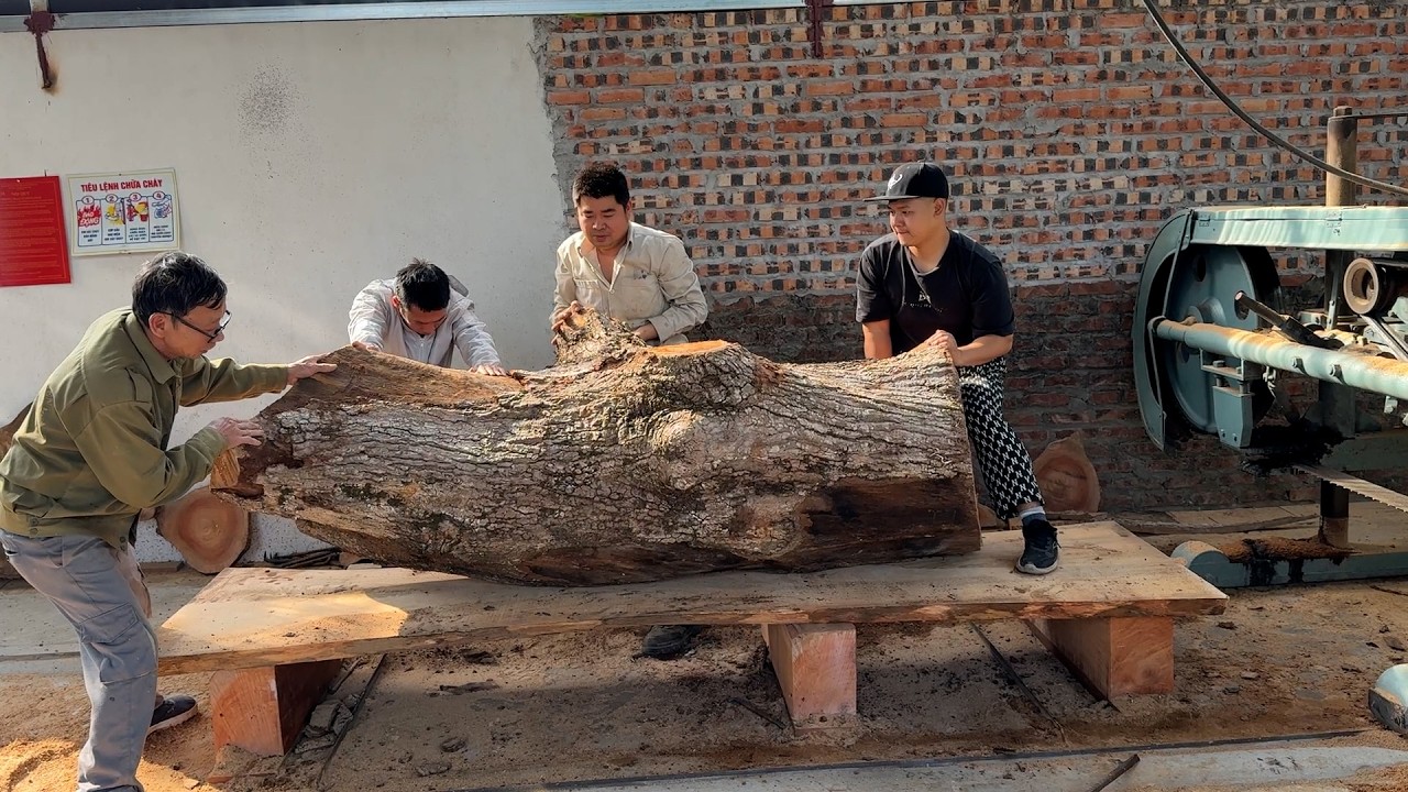 Giant Mango Wood! Amazing Idea!