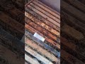 Shaking In Extra Bees. 4th of 5 Parts. #honeybees #beekeeping #honey #bees #drones