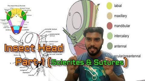 Insect head part-1 (Sclerites and sutures)| Fundamentals of entomology class-6| Entomology class