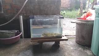 Download Lagu Ikan palmas besar MP3