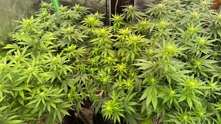 ChemDawg91 or Strawberry Lemonade: Which to Cull??? Week 2F Cannabis Grow