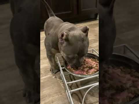 American Bully Puppy Eating Raw Meat Mix With Kibble And Eggs 3 Month Old