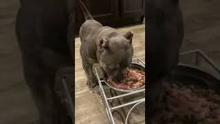 American Bully Puppy eating Raw meat mix with Kibble and eggs 3 month old