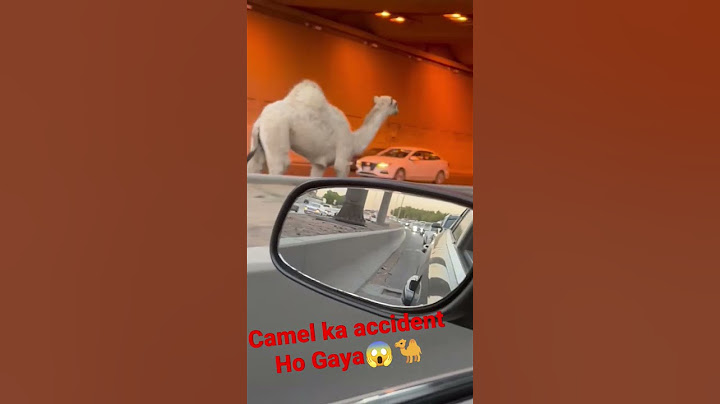 camel ka accident Ho Gaya🐪😱#saudiarabia #makamadina #road