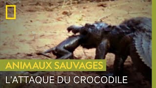 Un crocodile capture une guenon et son petit, mais l'assemblée de babouins contre-attaque