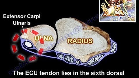Extensor Carpi Ulnaris - Everything You Need To Know - Dr. Nabil Ebraheim