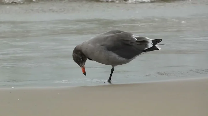 Heemann's gull vid