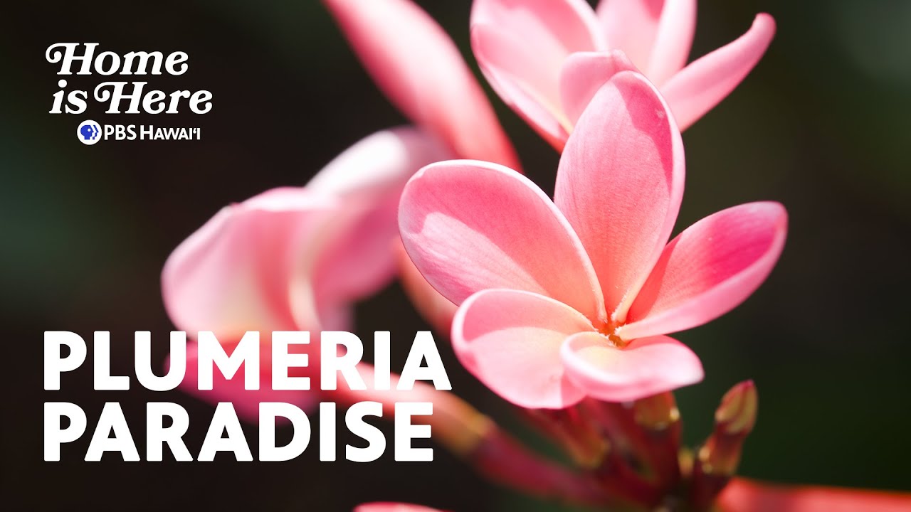 Little Plumeria Farms | Home is Here