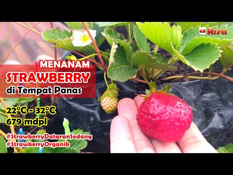 Video: Menanam Stroberi Di Atas Kain Non-anyaman