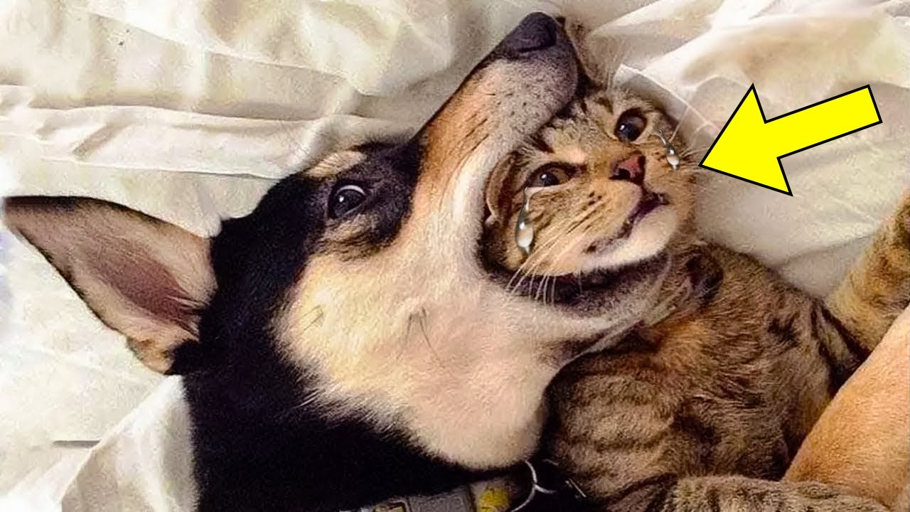 Dog Refuses To Let Kitten Go - Vet Turns Pale When He Discovers Why ...