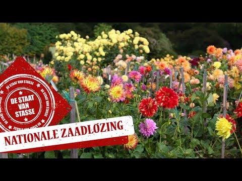 Live: De Nationale Zaadlozing