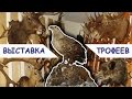 Выставка охотничьих трофеев. Таксидермия. Видео и фотоэкспозиция 2015.