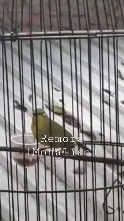 Pleci Remora (Monalisa) The Legend PCMI Wonosobo