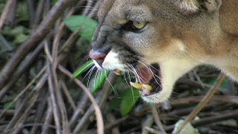 Dangerous Invaders 03 - Panther fights Python