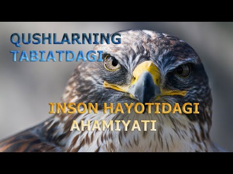 Video: Qushlarning Uzumlarini Qanday Qayta Ishlash Kerak