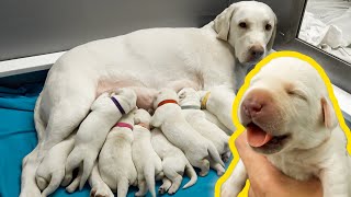 Labrador Mom Feeds Her Newborn Puppies!